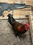 Male Chicken (Enkooko) for Sale - 2