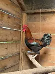 Male Chicken (Enkooko) for Sale - 3