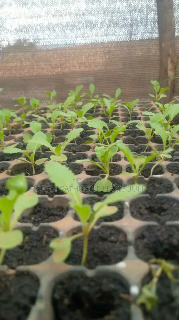 Chinese Cabbage Seedlings - 1