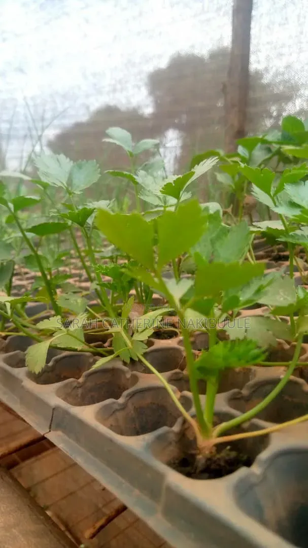 Celery Seedlings - 1