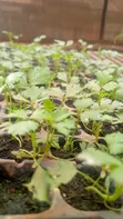 Celery Seedlings - 2