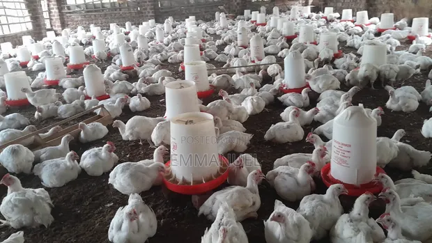 Ready to Eat Broilers for Sale - Organically Raised - 1