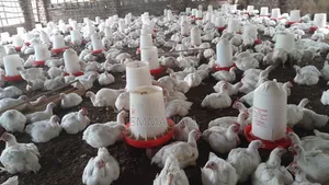 Ready to Eat Broilers for Sale - Organically Raised