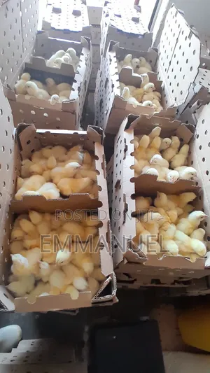 Day Old Broilers - Good Quality