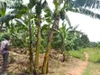 7 Bedroom House for Sale in Matugga - 3