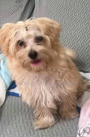 Female Purebred Maltese Puppy, 1-3 Months