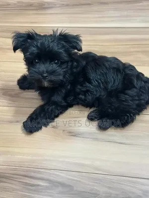 Purebred Maltese Puppy - 1-3 Months Old