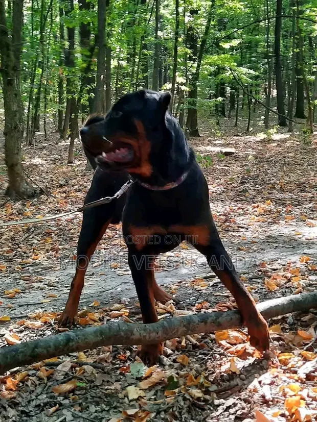 3-6 Month Male Purebred Rottweiler - 1