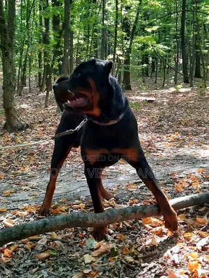 3-6 Month Male Purebred Rottweiler