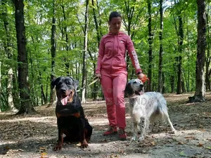 Purebred Rottweiler, 6-12 Months Male