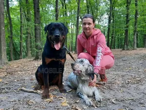 Purebred Rottweiler, 6-12 Months Male
