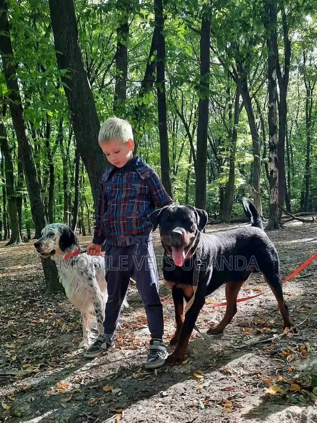 Purebred Rottweiler - Female, 1+ Year Old - 1