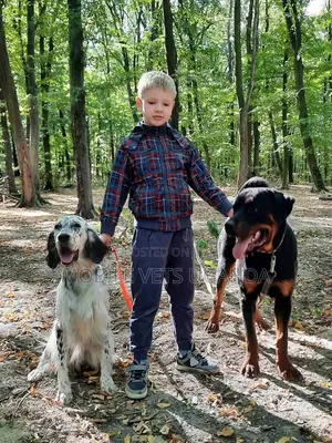 Purebred Rottweiler, 6-12 Months Male
