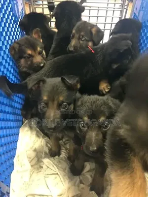 1-3 Month Male Purebred German Shepherd