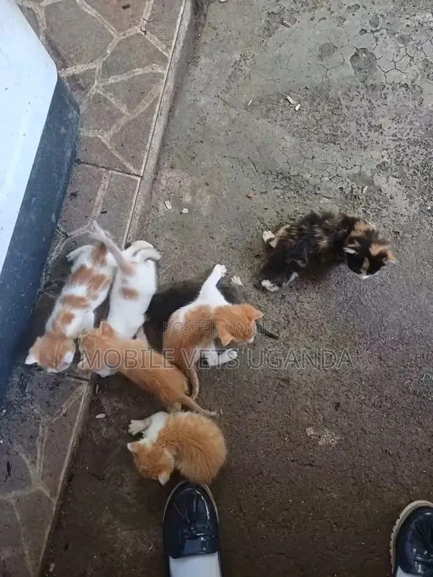 Female Exotic Kitten, 1-3 Months Old - 1