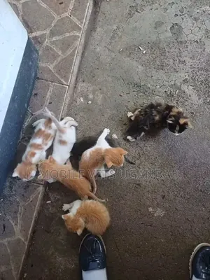 Female Exotic Kitten, 1-3 Months Old
