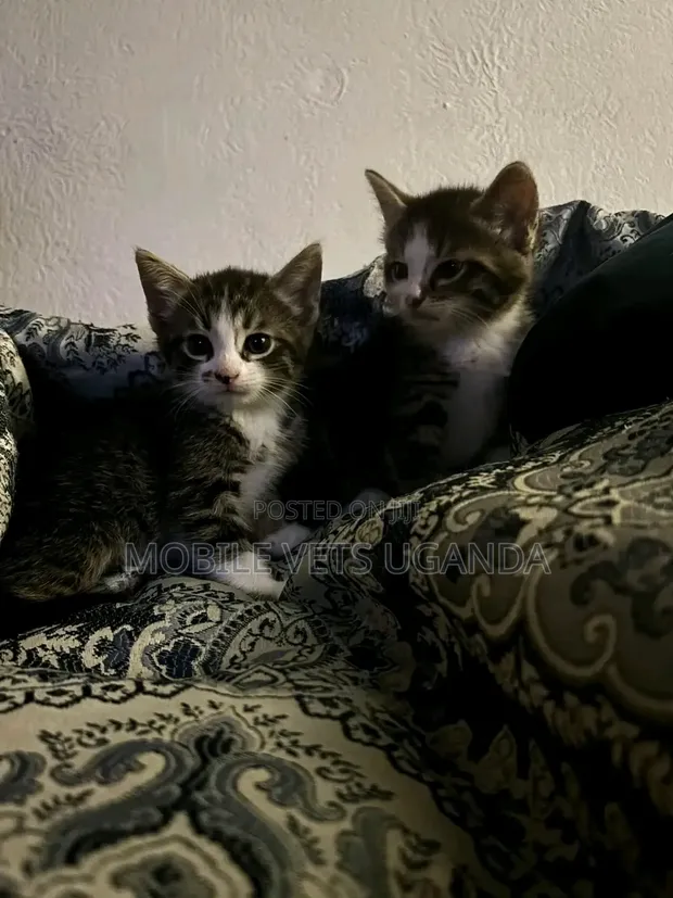 Purebred Bombay Kitten - 1-3 Months Old - 1
