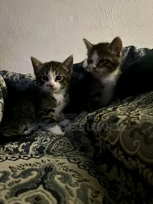 Purebred Bombay Kitten - 1-3 Months Old