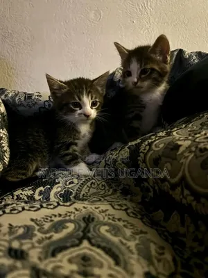 Female Purebred American Bobtail Kitten (1-3 Months)