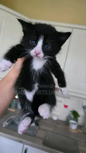 Female American Bobtail Kitten (0-1 Month)