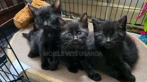 Purebred Bombay Kitten - 0-1 Month Male
