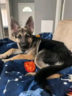 1-3 Month Male Purebred German Shepherd