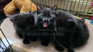 Female Exotic Kitten, 1-3 Months Old