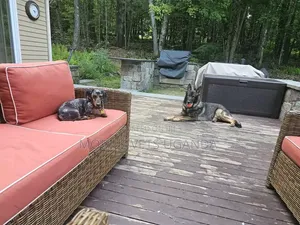 3-6 Month Male Purebred German Shepherd