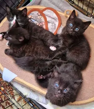 Female Purebred Manx Kitten, 1-3 Months