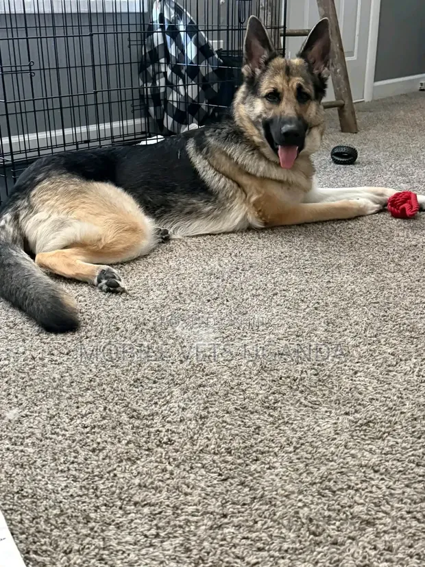 1-3 Month Old Male Purebred German Shepherd - 1