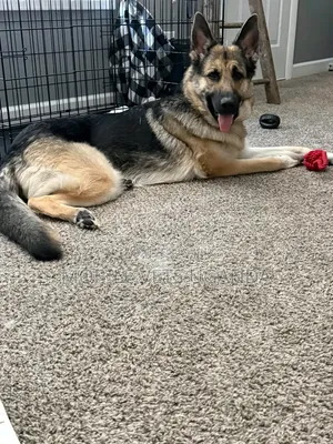 1-3 Month Old Male Purebred German Shepherd