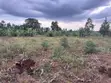 Nakifuma-Magogo Kigagga Estate Plots Available - 3