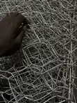 Gabion Boxes 2x1x2 Meters - 4