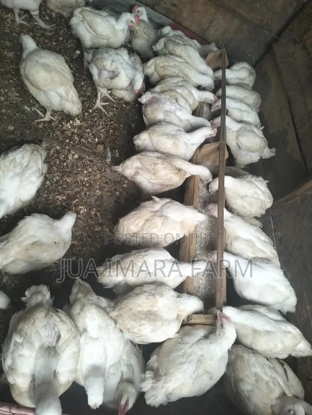 Broiler Hubbard Hens for Sale (6 Weeks Old) - 1