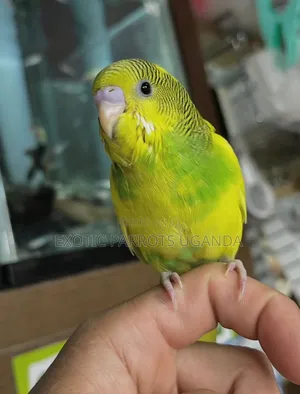 Trained and Friendly Parrot