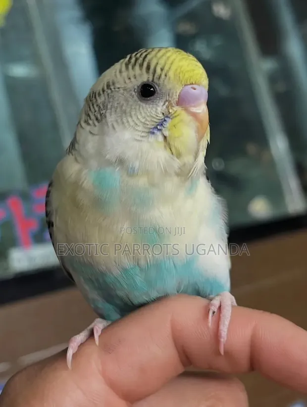 Trained Parrot Pets - 1