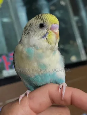 Trained Parrot Pets