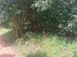 30 Acres Land for Sale in Seeta-Namuganga - 2
