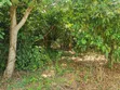 30 Acres Land for Sale in Seeta-Namuganga - 5