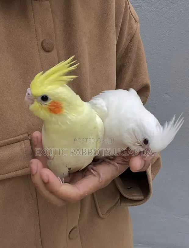 Trained Cockatiels - 1