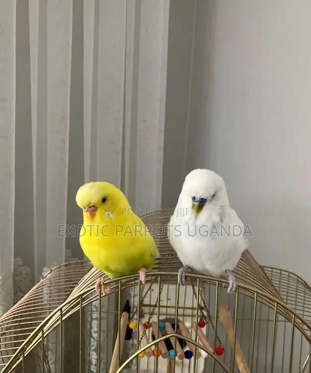 Trained Lovebirds Available - 1
