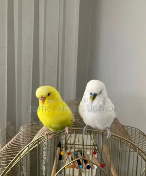 Trained Lovebirds Available
