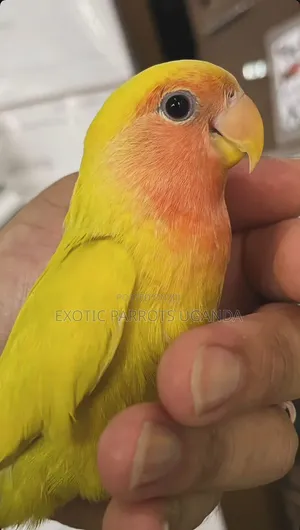Lovebirds Available