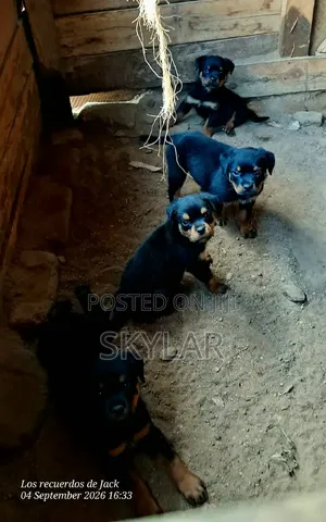 Purebred Rottweiler Puppies (1-3 Months)