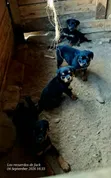 Purebred Rottweiler Puppies (1-3 Months) - 1