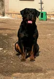 Purebred Rottweiler Puppies (1-3 Months) - 2