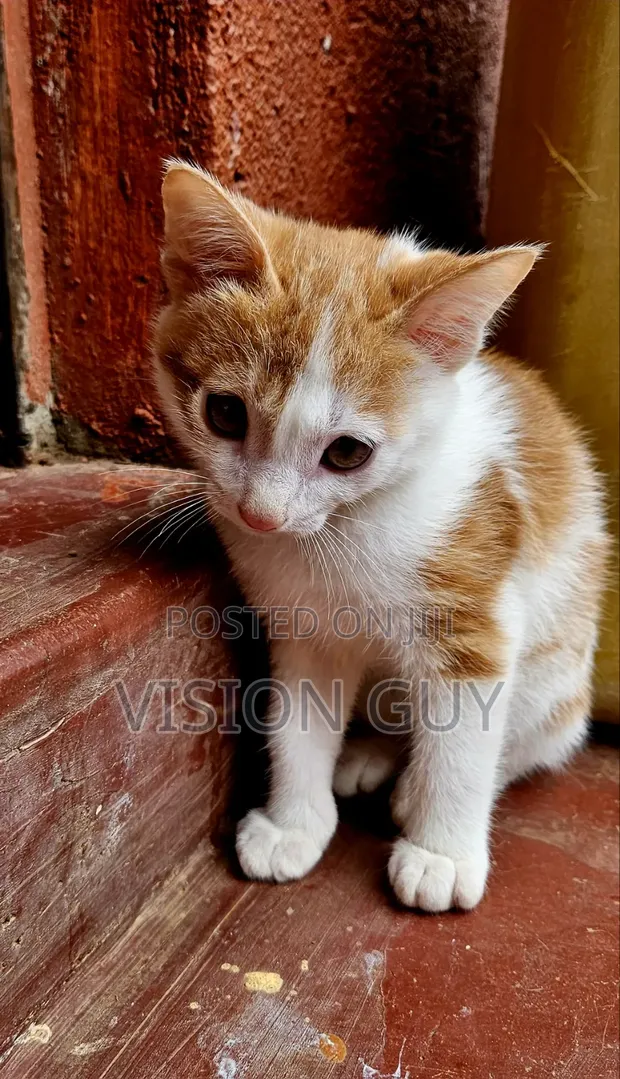 Male Mixed Breed Kitten, 1-3 Months - 1