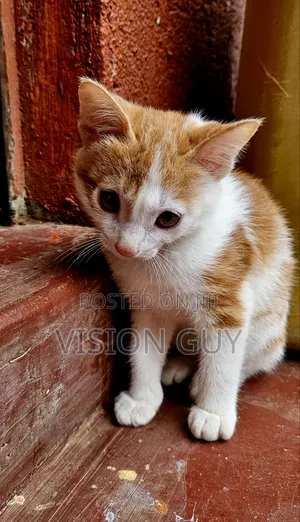Male Mixed Breed Kitten, 1-3 Months