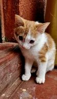 Male Mixed Breed Kitten, 1-3 Months - 1