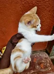 Male Mixed Breed Kitten, 1-3 Months - 2